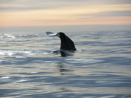 Queue de baleine sur photo digne d'une carte postale !