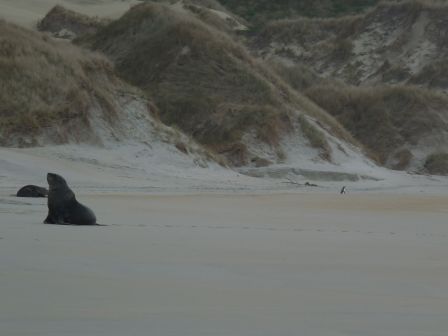 Deux lions de mer.... et regardez qui traverse la plage tranquillement derriere...