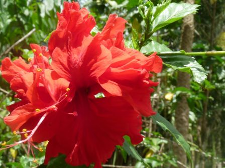 Fleur d'hibiscus, un des symboles de Tahiti