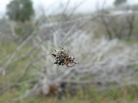 Une araignee !!! Freycinet National Park