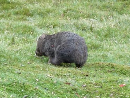 Wombat, un gros patapouf qui sait etre rapide si necessaire, protege en Tasmanie
