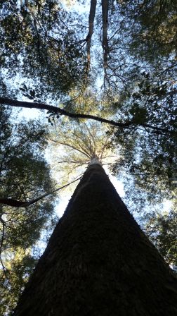 Les eucalyptus les plus grands du monde atteignent 90 metres de hauteur dans le Mount Field National Park