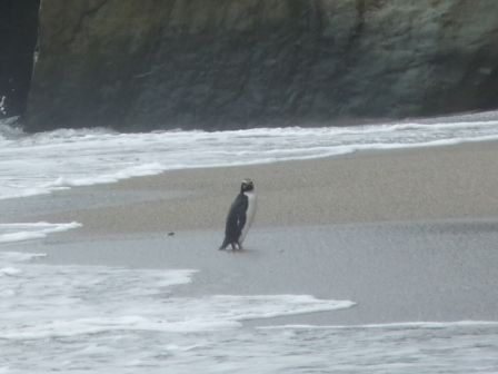 Petit pingouin a Monro Beach