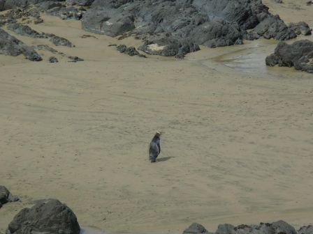 Un seul pingouin a Nugget Point (mais un quand meme !)