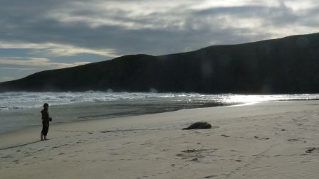 Anne en plein observation d'un boudin lion de mer sur la plage sauvage