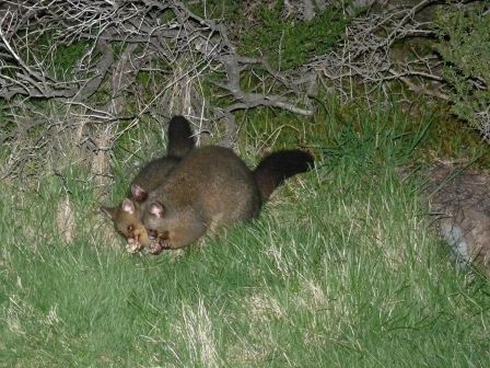 Une maman possum et son petit en vie contrairement a tous les autres ecrases sur la route :(